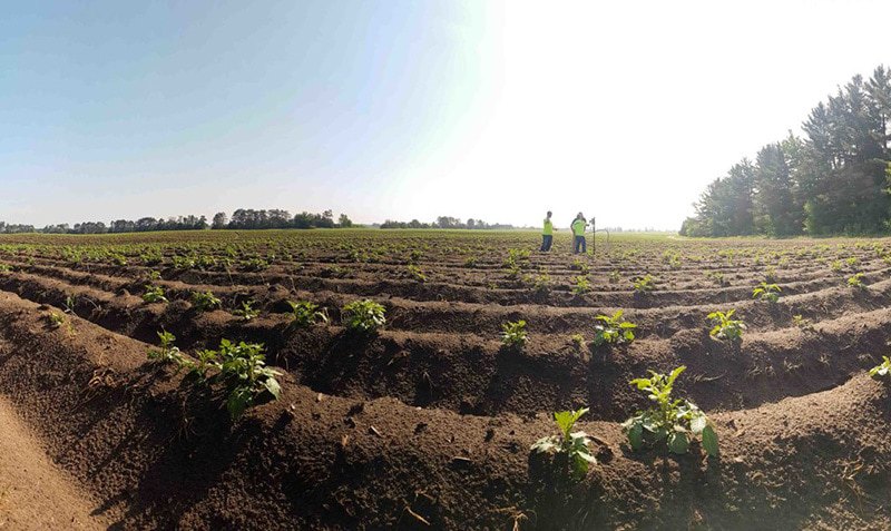 Two people stand in the distance on a sunny day in a large, freshly tilled field with rows of young plants and trees lining the edge of the field.