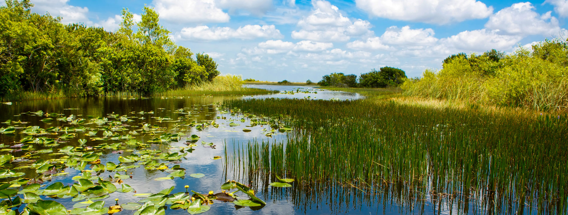 A lush wetland scene with green reeds and lily pads in shallow water, surrounded by dense trees and shrubs under a partly cloudy blue sky.