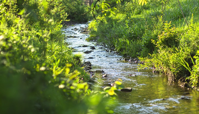 A small, shallow stream flows through lush green grass and plants, with sunlight filtering through trees and reflecting on the water. Rocks are scattered along the streambed.