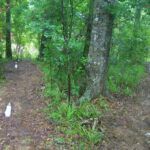 A dirt path in a lush green forest splits into two directions, with white pipes marking the edges of each path. A large tree stands at the fork, surrounded by grass and vegetation.