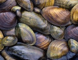 Mussel Data Analysis
Image for Mussel Data Analysis