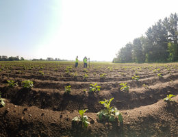 RESPEC Tests “Farmers Friend,” New Soil Moisture Sensor
Image for RESPEC Tests “Farmers Friend,” New Soil Moisture Sensor