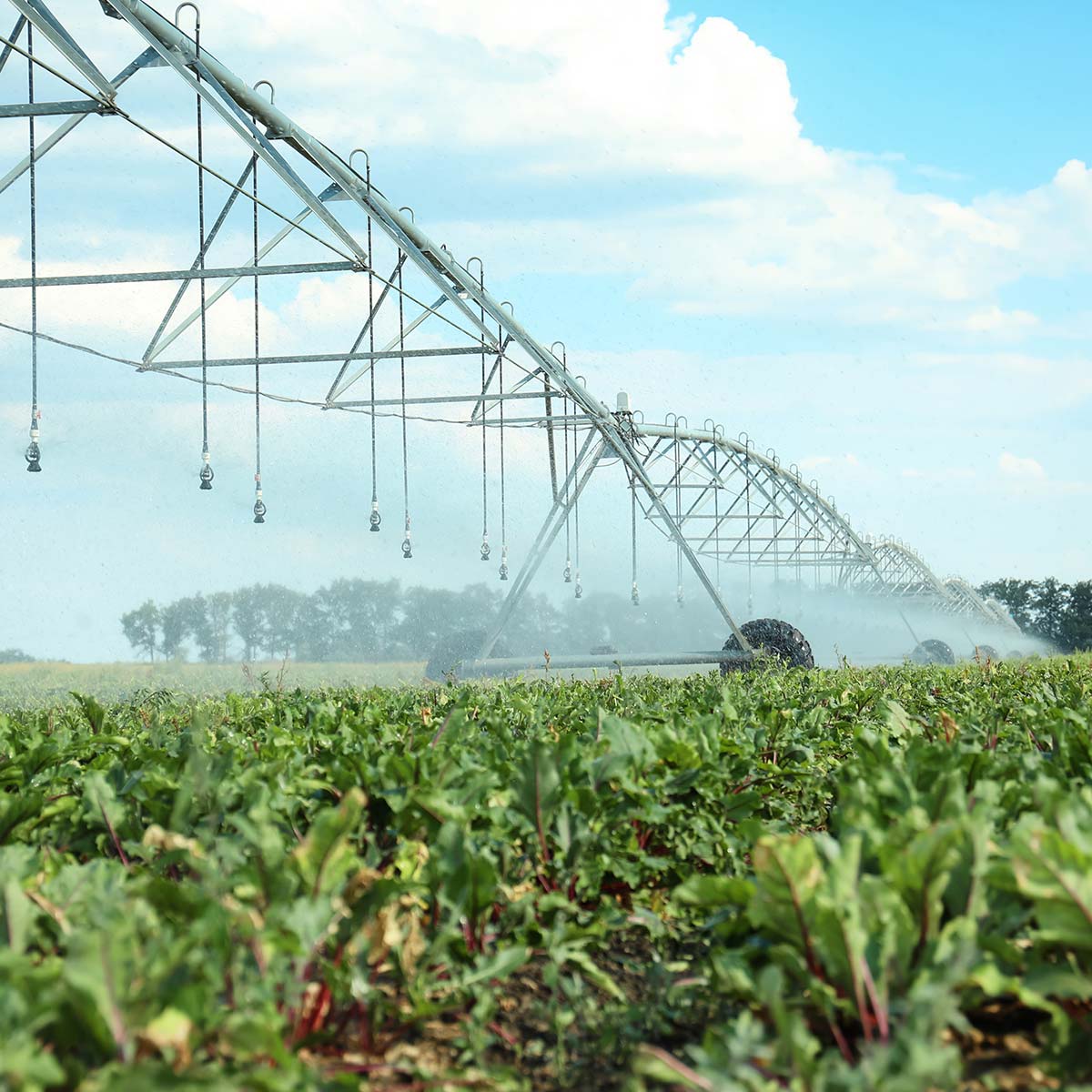 Irrigation Management